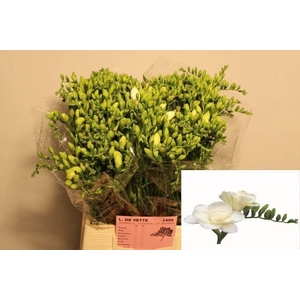 Freesia du Volante