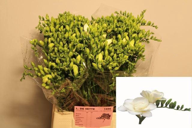 <h4>Freesia du Volante</h4>