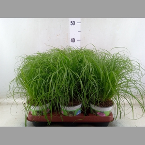 Cyperus alternifolius 'Zumula'