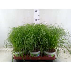 Cyperus alternifolius 'Zumula'