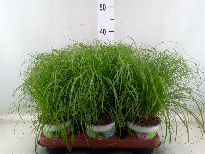 <h4>Cyperus alternifolius 'Zumula'</h4>