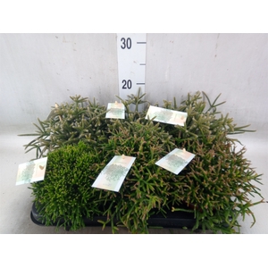 Rhipsalis   ...mix