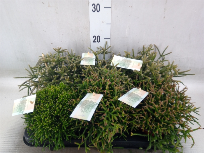<h4>Rhipsalis   ...mix</h4>