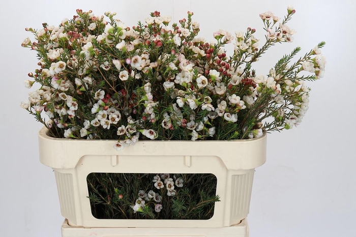 <h4>Chamelaucium Ella</h4>