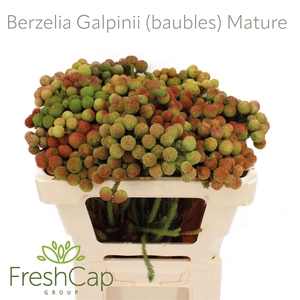 Berzelia Galpinii (baubles) Mature