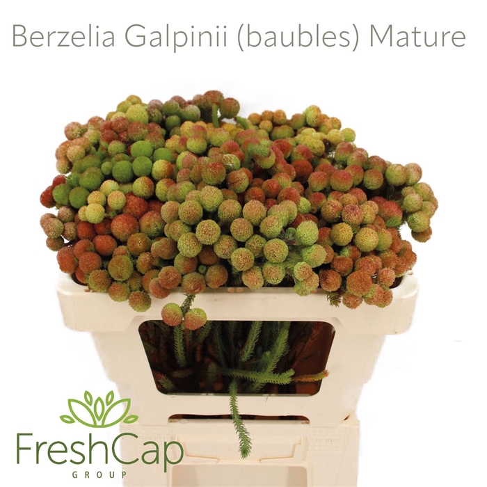 <h4>Berzelia Galpinii (baubles) Mature</h4>