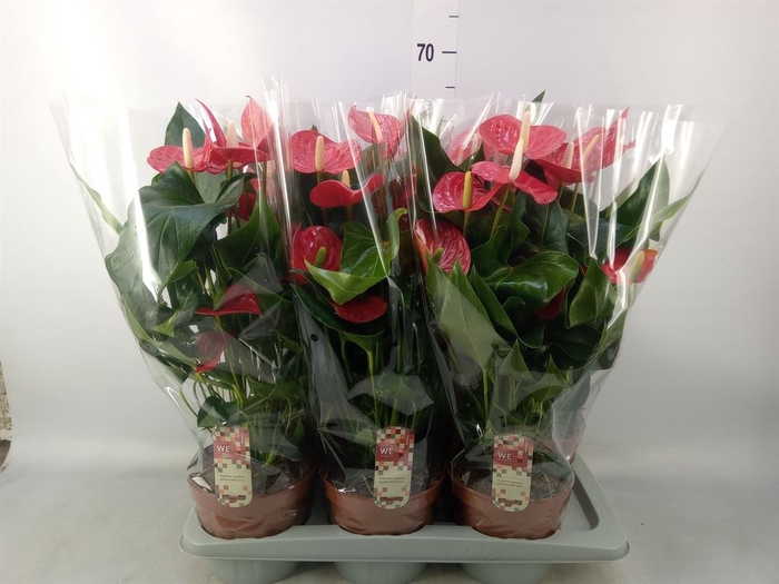 <h4>Anthurium andr. 'Felicita'</h4>