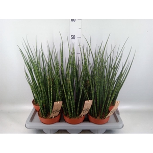 Sansevieria 'Fernwood'