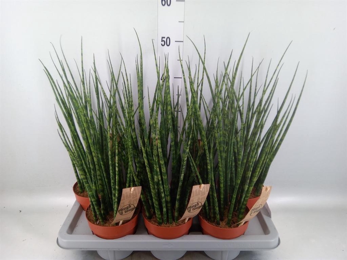 <h4>Sansevieria  'Fernwood'</h4>