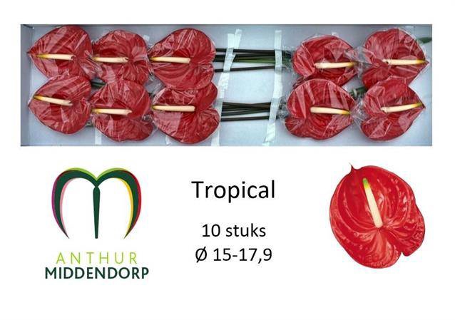 <h4>ANTH A TROPICAL</h4>