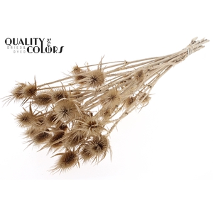 Cardi Distel Natural 10pc/bunch 55cm Natural