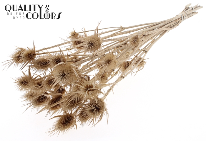 <h4>Cardi Distel Natural 10pc/bunch 55cm Natural</h4>