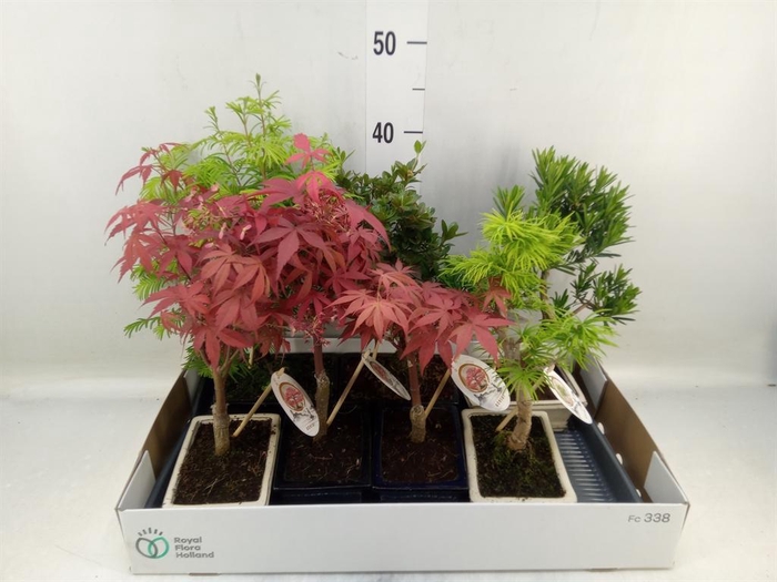 <h4>Bonsai   ...mix</h4>