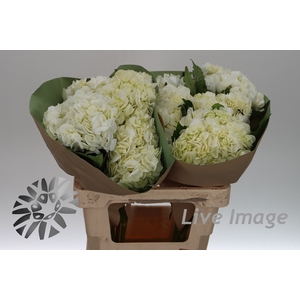 Hydrangea white