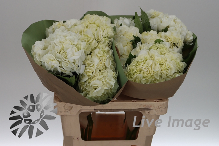 <h4>Hydrangea white</h4>