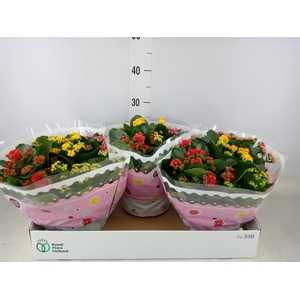 Kalanchoe blos.   ..rosebud mix/pot