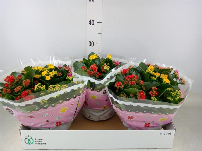 <h4>Kalanchoe blos. ..rosebud mix/pot</h4>