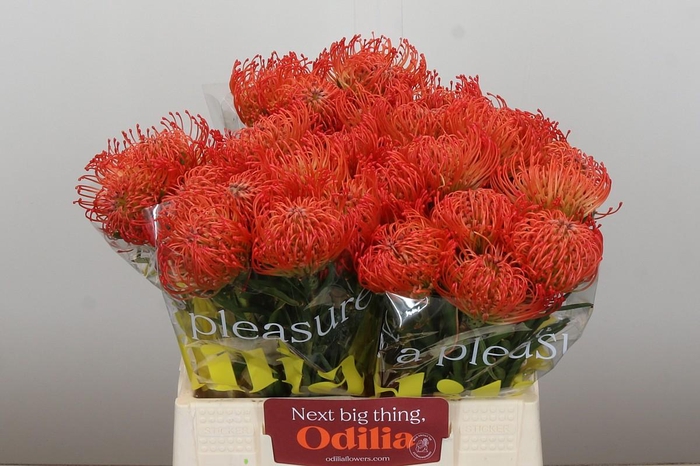 <h4>Nutans Succession</h4>