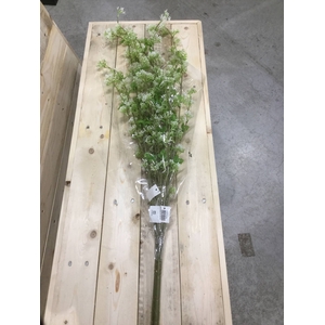 SNOW GRASS VPE NATURAL