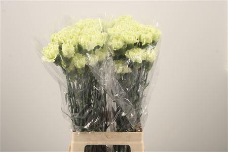 <h4>Di St Midori</h4>