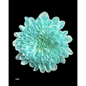 Chr T Altaj Pastel Mint