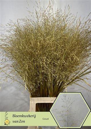 <h4>Siergras Goud</h4>