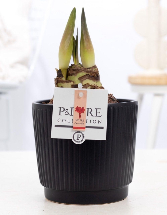 <h4>Hippeastrum red in P&PURE Liv ceramics matt black</h4>