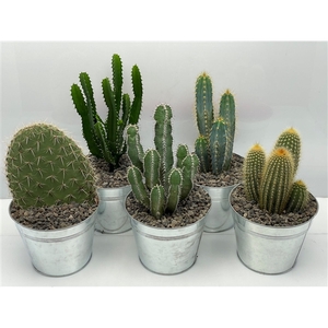 219 Cactus in zink met grind 17 cm