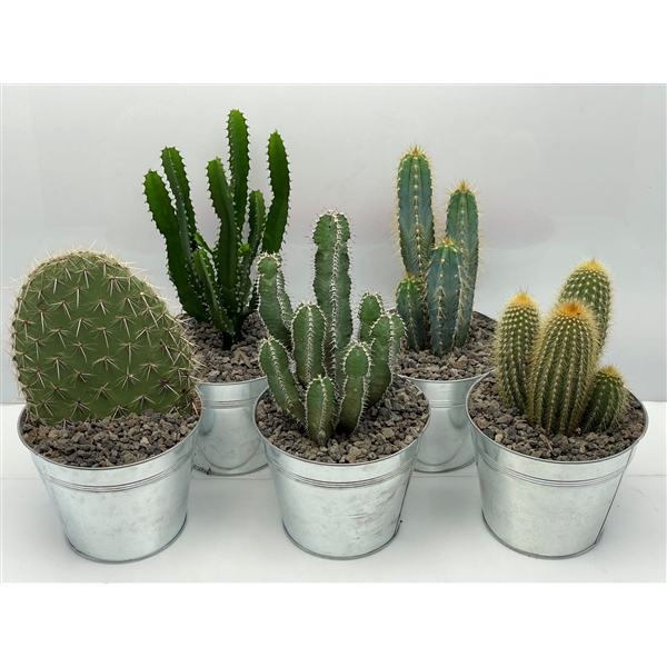 <h4>219 Cactus in zink met grind 17 cm</h4>