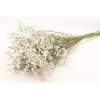 Bunch Limonium L60 Sleeved