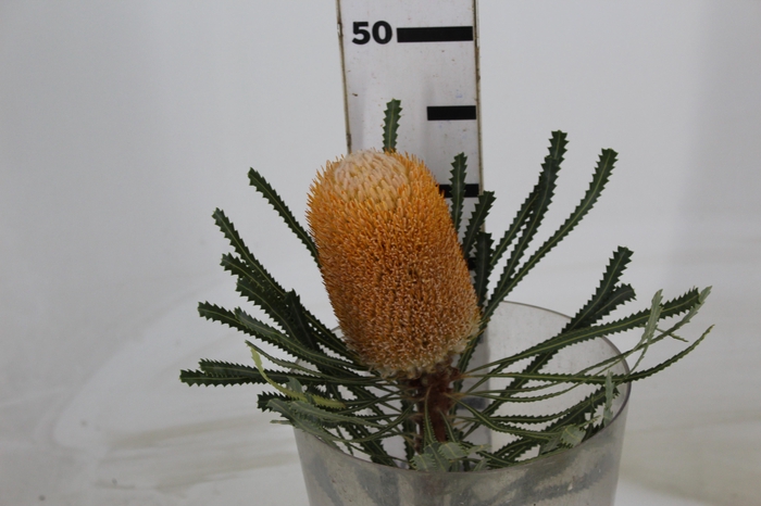 <h4>BANKSIA FLOR</h4>