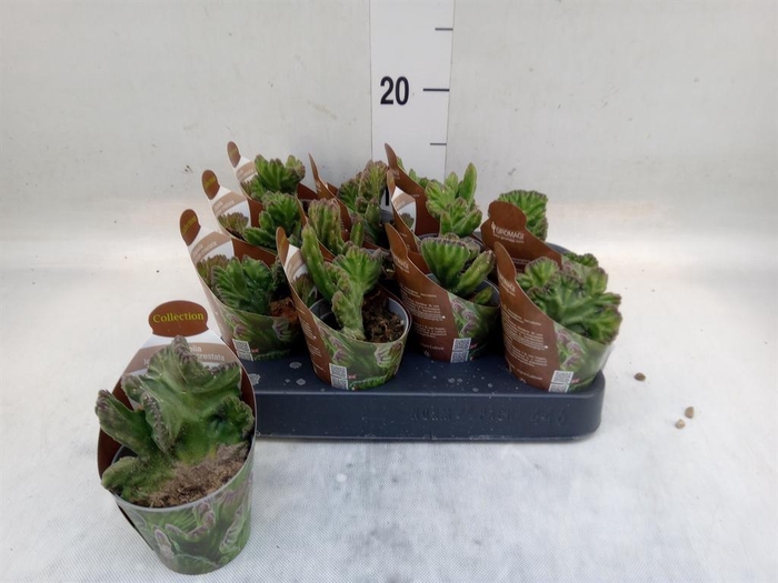 <h4>Cactus   ...</h4>