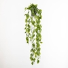 Diospyros Hanging Plant in Pot Green GR110056GRN