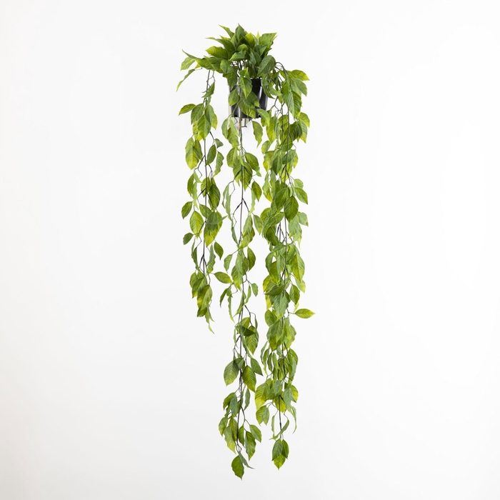 Diospyros Hanging Plant in Pot Green GR110056GRN