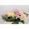 Dahlia Cafe Au Lait