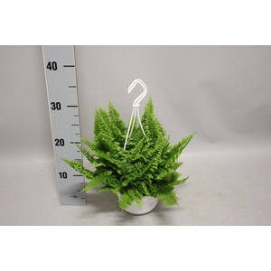 Indoor Nephrolepis Vitale hangpot 12cm