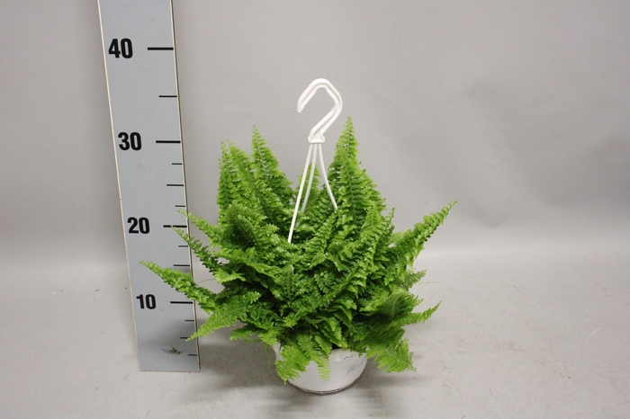 <h4>Indoor Nephrolepis Vitale hangpot 12cm</h4>