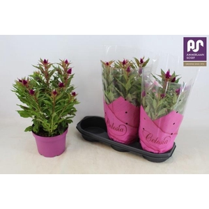 CEL DEEP PURPLE
