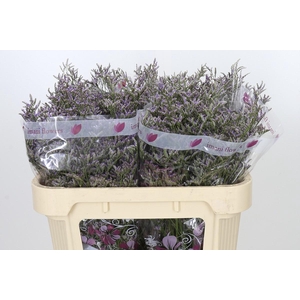 Limonium ov Skylight