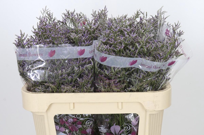 <h4>Limonium ov Skylight</h4>