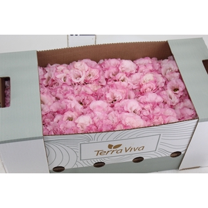 LISIANTHUS FLOR ROSA