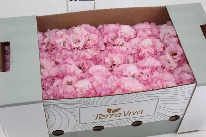 <h4>LISIANTHUS FLOR ROSA</h4>