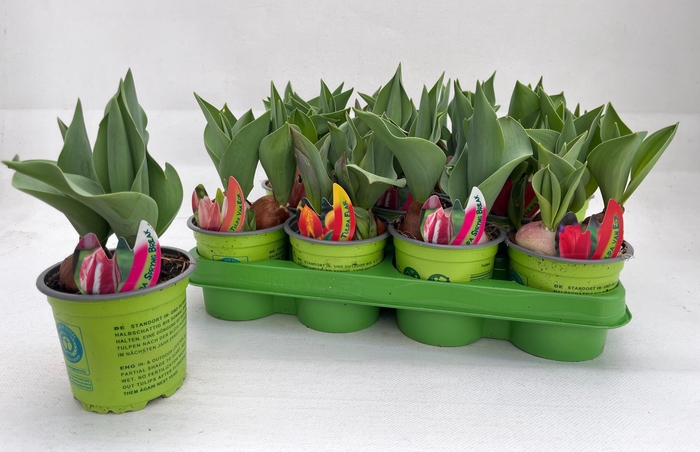 <h4>TUL GEM 4 KLEUREN</h4>