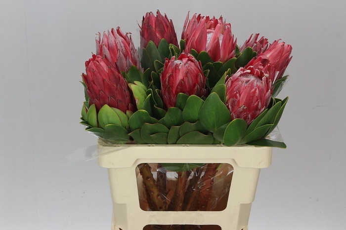 <h4>Protea Red Rex</h4>