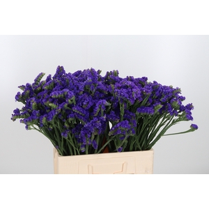 Limonium Blue
