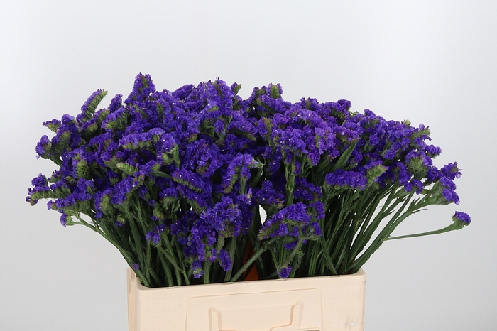 <h4>Limonium Blue</h4>