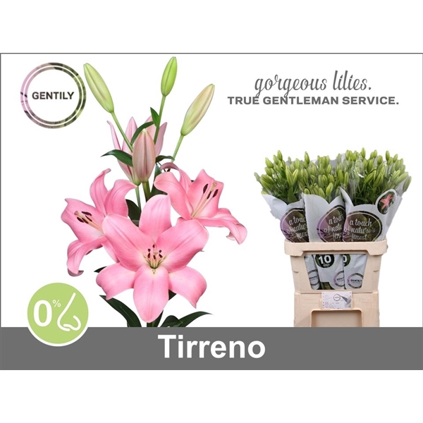 <h4>Li La Tirreno</h4>