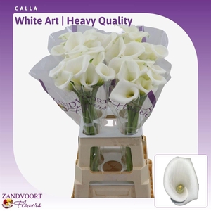 Calla White Art | Heavy Quality