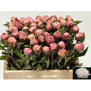 PAEO L GARDENIA