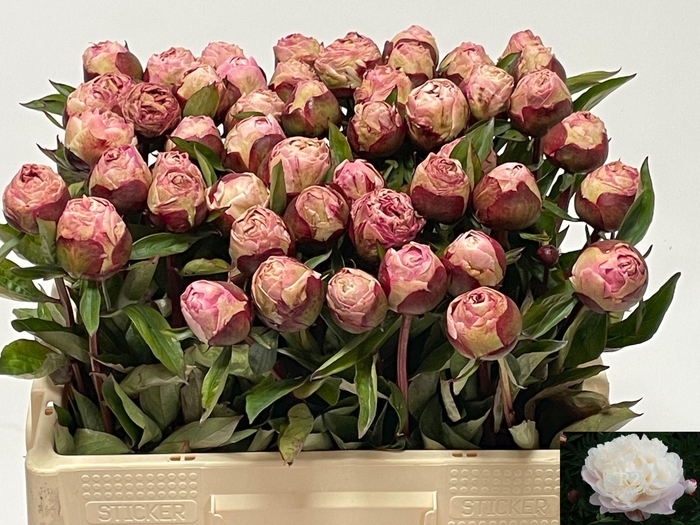 <h4>PAEO L GARDENIA</h4>